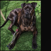 Load image into Gallery viewer, Segnalibri per Chris dalla foto del suo cane