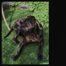 Load image into Gallery viewer, Segnalibri per Chris dalla foto del suo cane